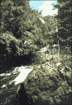 Small island in the river