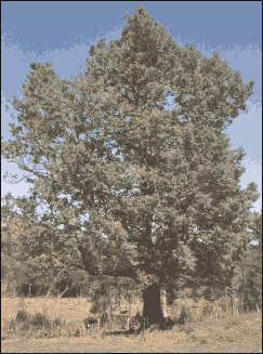 &laquo; The Raul&igrave; &raquo;